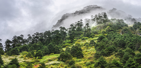 The Bailey Trail Gorichen Trek