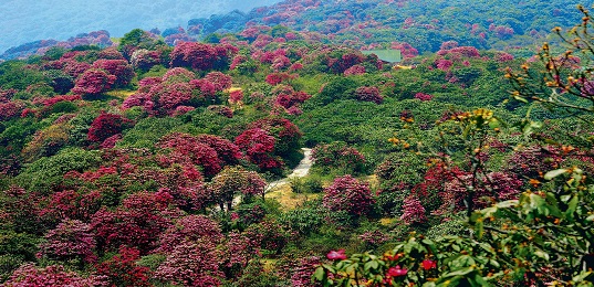 Barsey Rhododendron Sanctuary Trek