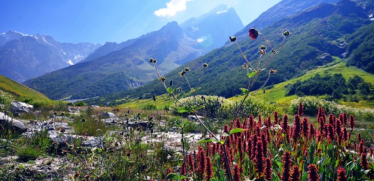 Valley of Flowers Trek